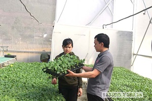 Dự án GREAT hỗ trợ tạo việc làm, thu nhập cho phụ nữ