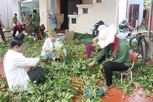 Mường La vào mùa nhãn