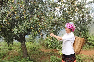 Mường La mở rộng diện tích cây sơn tra