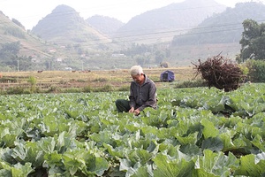 Quy hoạch vùng trồng rau nguyên liệu ở Vân Hồ