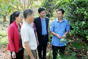 Hiệu quả từ nguồn vốn Quỹ hỗ trợ nông dân Mộc Châu