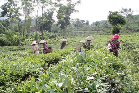 Cây chủ lực ở Chiềng Khoa