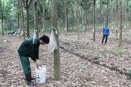 Hơn 10 năm phát triển cây cao su ở Sơn La