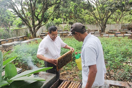 Liên kết các hộ nuôi ong mật theo hướng bền vững