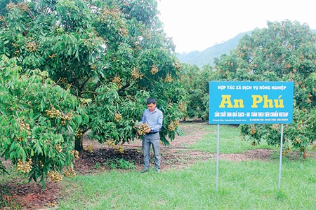 Phấn đấu đến năm 2020, có 20% diện tích cây ăn quả được sản xuất theo quy trình VietGAP
