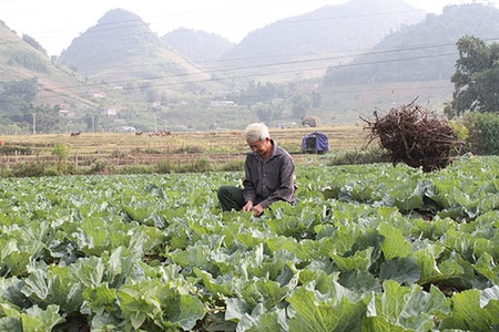 Quy hoạch vùng trồng rau nguyên liệu ở Vân Hồ