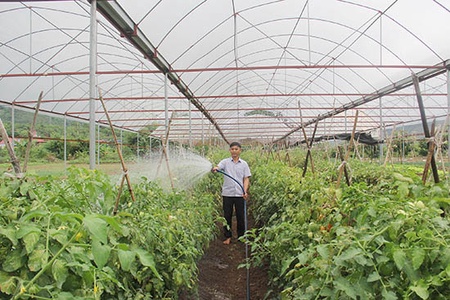 Nhiều giải pháp đồng bộ xây dựng vùng nguyên liệu nông sản phục vụ xuất khẩu