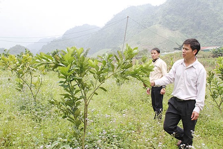 Lóng Luông chuyển đổi cây trồng trên đất dốc
